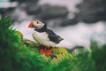 Single atlantic puffin