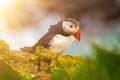 Single atlantic puffin