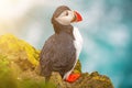 Single atlantic puffin