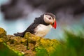 Single atlantic puffin