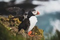 Single atlantic puffin