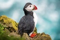 Single atlantic puffin