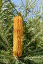 Single Australian native Banksia flower on tree with green foliage Royalty Free Stock Photo