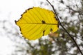 Single autumn beech leaf Royalty Free Stock Photo