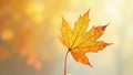 Single autumn beech leaf, rich yellow orange tones, clean white backdrop , isolated, macro Royalty Free Stock Photo