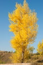 A single autumn birch tree