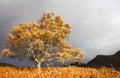 Golden autumn tree in Glen Affric, Scotland Royalty Free Stock Photo