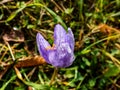 Single autumn crocus covered with water drops Royalty Free Stock Photo