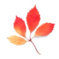 Single autumn eaf on white background with shadows, clipping path for isolation without shadows on white