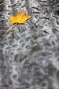 Single Autumn Fall Leaf Rain Wet Weather Background Royalty Free Stock Photo