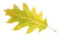 Single autumn leaf Royalty Free Stock Photo