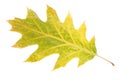 Single autumn leaf