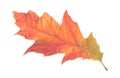 Single autumn leaf Royalty Free Stock Photo