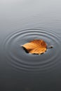 Single autumn leaf afloat on calm water creating a minimalist natural scene.