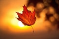 Solitary autumn leaf with a stunning sunset background