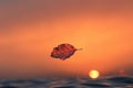 Solitary autumn leaf with a stunning sunset background