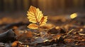 Single autumn leaf on blurred park background.
