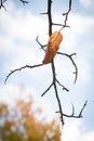Single autumn leaf on dead branch Royalty Free Stock Photo