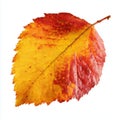 Autumn leaves leaf twig. AI generate Royalty Free Stock Photo