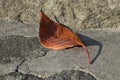 Single autumn leaf in the garden