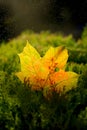 Single autumn leaf on green background with raindrops Royalty Free Stock Photo