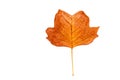 Single autumn leaf isolated on white background Royalty Free Stock Photo