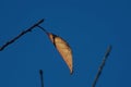 Single autumn leaf left on tree branch Royalty Free Stock Photo