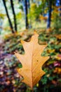 Single autumn leaf Royalty Free Stock Photo