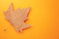 Single Autumn Leaf Over Orange Background Royalty Free Stock Photo