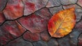 A Single Autumn Leaf Resting on Cracked Red Stone Royalty Free Stock Photo