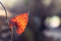 Single autumn leaf with texture Royalty Free Stock Photo