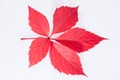 Single autumn red leaf of parthenocissus on white background