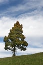 Single autumn tree on meadow hill