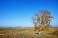 Single autumn trees