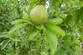 A Single Avocado On Top Of Leaves Royalty Free Stock Photo