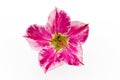 Single azalea flowers on white background