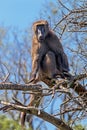 Single Baboon Sitting on Dry Leafless Tree Branches Royalty Free Stock Photo