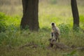 Single Baboons basking in forest Royalty Free Stock Photo