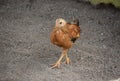 Single Baby Chick Walking in Dirt