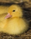 Single Baby Duckling relaxing