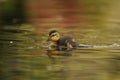 A single baby Mallard duckling swimming in green and pink water Royalty Free Stock Photo