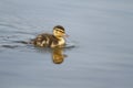 A single baby Mallard duckling swimming in light blue water with copy space Royalty Free Stock Photo