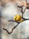 A single bad apple hanging on the tree Royalty Free Stock Photo