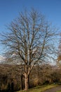 Single bald chestnut tree in sunny winter Royalty Free Stock Photo