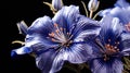 A single Balloon Flower very closeup view