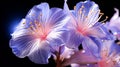 A single Balloon Flower very closeup view