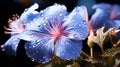 A single Balloon Flower very closeup view