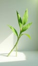 Single bamboo leaf in spotlight on background white shine Royalty Free Stock Photo
