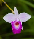 A single bamboo orchid with dark background Royalty Free Stock Photo