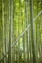 Single bamboo plant growing diagonal in an all vertical bamboo forest Royalty Free Stock Photo
